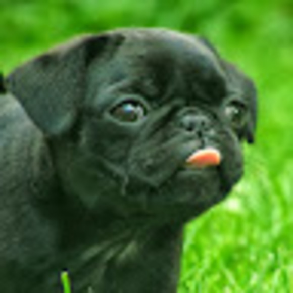 Meet your Posher, Bethany dawn - Picture 1 of 1